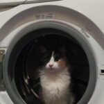 Купання кішки: чи потрібні пухнастику водні процедури, якщо він не…