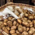 Чи безпечно давати котам картоплю — є певні нюанси
