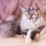 Кішки породи Мейн-кун: їх переваги і недоліки