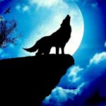 Навіщо вовки виють на повний Місяць?