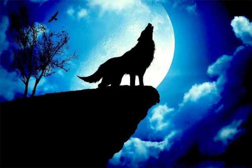 Навіщо вовки виють на повний Місяць?