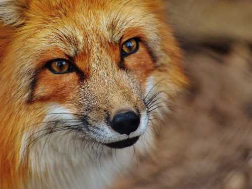 Допитлива лисиця вкрала телефон рятувальника тварин і зробила селфі-відео