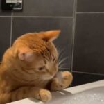 Зіркою інтернету став котик, який вирішив спробувати піну для ванни…