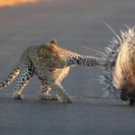 Леопард напав на дикобраза, але в результаті залишився ні з…