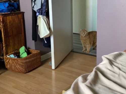 Відео про кота, який ввічливо запитує дозволу перед тим, як увійти до кімнати, постукавши у двері