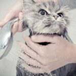 Чому не можна купати кішок