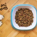 Сухий корм чи сире м’ясо: чим краще годувати собаку