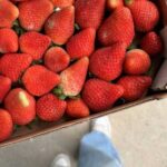 Як визначити нітрати в полуниці: поради агрономів