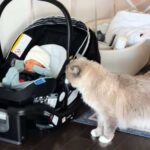 Батьки показали кумедну реакцію кішки на малюка — курйозне відео