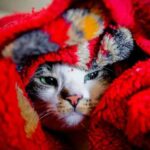 Основні причини, через які ваша кішка ховається під ковдру