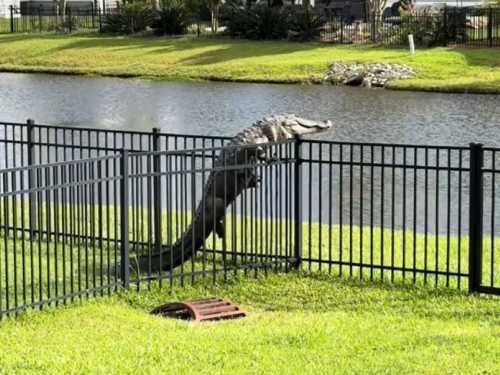 У США зняли на відео приголомшливий момент, як алігатор перелазить через паркан