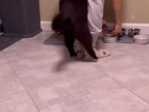 Унікальний танець нетерплячого котика, який не може потрапити до миски з кормом, потрапив на відео