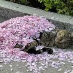 Мережу підкорив котик, що заснув під пелюстками троянд