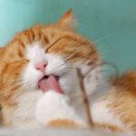 Чому добре тримати вдома рудого кота – цікаві прикмети