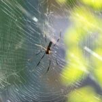 Чого чекати, якщо у вашому будинку завелися павуки та чому це добре