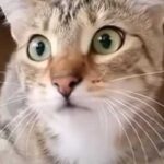 Смішна реакція кішки на фільм жахів потрапила на відео