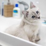 Чому кіт ходить у туалет у раковину та як позбутися…