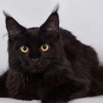 Топ-5 порід чорних кішок, які приносять удачу господарям і зачаровують…