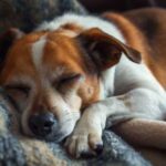 “Це нормально”: Чому собаки так багато сплять