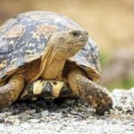 Нове дослідження: черепахи можуть жити без кисню кілька місяців