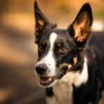 Який слух у собак, і чим він відрізняється від людського