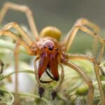 В Україні з’явився небезпечний отруйний середземноморський павук з-за потепління клімату