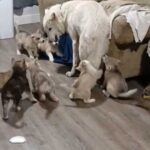 Кумедне відео, як вовкособак “тікає” від своїх обов’язків новоспеченого батька