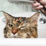 Якими засобами можна помити кішку, якщо вдома немає спеціального шампуню