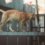 Як знайти зниклого кота, якщо він загубився на вулиці, дачі чи втік…