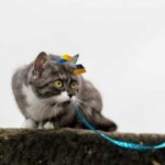 Як не дати кішці втекти з дачі: ефективні методи від ветеринарів