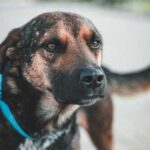 Чому собака підтискає вуха і як це пов’язано з його емоційним станом