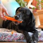 Чи можна давати собакам гризти моркву — є певні нюанси