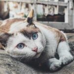 Як сформувати раціон кішки: які крупи можна котам