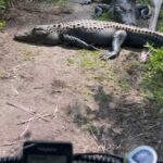 У Флориді два величезні алігатори перегородили шлях велосипедисту