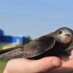 Стриж залетів у вікно: що означає дана прикмета?