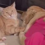 Котик дбає про песика, який щойно повернувся після операції додому