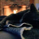 Чи може кішка отруїтися чадним газом, якщо в домі є…