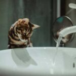Чому кішки бояться і ненавидять воду: про це знають одиниці