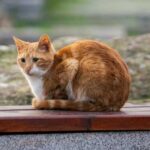 Чому іноді краще взяти в будинок кота з вулиці, ніж породистого вихованця