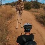 Дуже милий момент знайомства жирафа з хлопцем потрапив на відео
