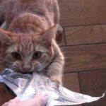 Відео про кота, який вподобав покет ласощів