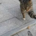 Відео з бездомною кішкою, що подарувала жінці сушену рибу, зворушило користувачів мережі