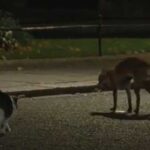 Кіт Ларрі відігнав лисицю від резиденції прем’єр-міністра та потрапив на відео