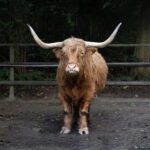 “Це потрібно пам’ятати, щоб ніколи не повторилося нічого подібного”: Найбільші знищення тварин…