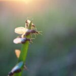 “Навіщо у мурах з’являються крила”: Що це за дивні крилаті мурахи з’являються…