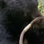 Чоловік, який хотів завадити ведмедю поласувати пташиним кормом, отримав ляпаса від клишоногого