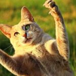 Як пояснити напади шаленої активності у котів