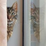 Що зробити, щоб кіт не чіпав штори: секрети фелінологів для…