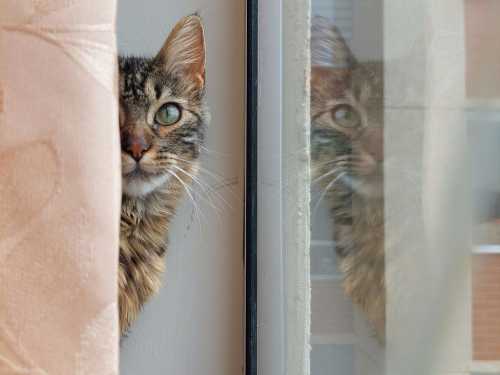 Що зробити, щоб кіт не чіпав штори: секрети фелінологів для спокою господарів