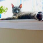 Експерти розповіли, як відучити кота гуляти по підвіконню з квітами